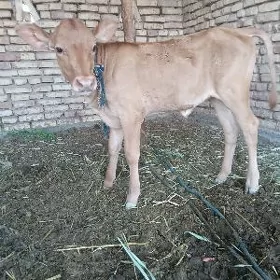 goleli sygyr