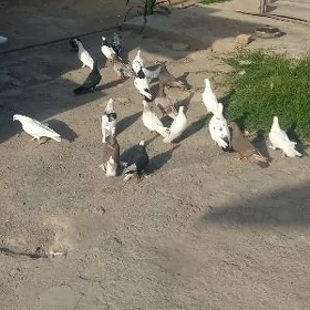 kepderi