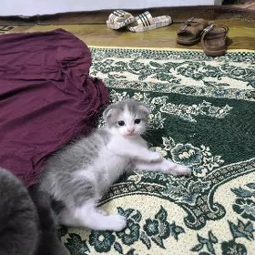 şatlandski wisholy gulak