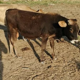 iki ökiz bir tüwe