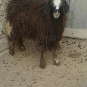 Çebiş