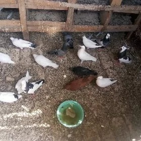 kepderi