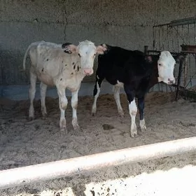 Galişdeýn tüwe öküz