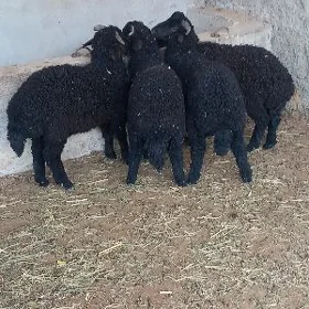 garkol tokli