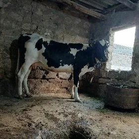 goleli sygyr