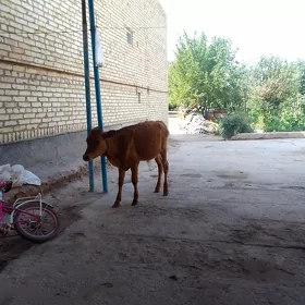 okuzce