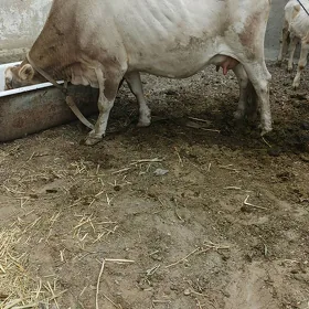 goleli sygyr
