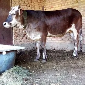 Tüwe Tohum Gibrit Bakyda Duran