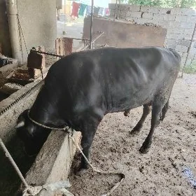 Ökuz. Bakylan tayyar.