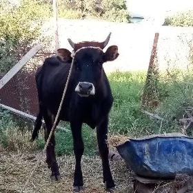 Tüwe 1 ýaş 3 aýlyk baka goýlan