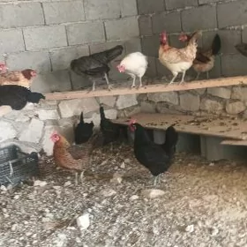 el towuklar