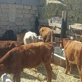 öküzçe tüwe öküz göle