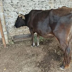 Goleli sygyr