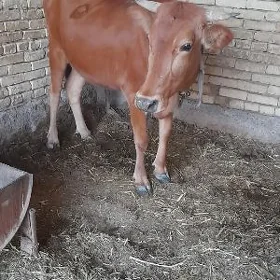 göleli sygyr