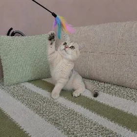 Шотландский котёнок