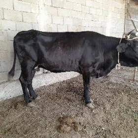 bakylan sygir