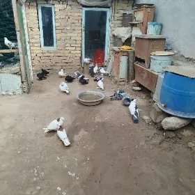 kepteri