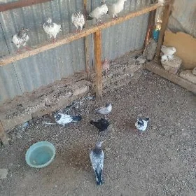 Kepderi