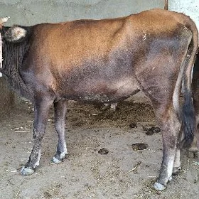 Sygyr okuz tuwe