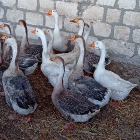 Guwa gazlar
