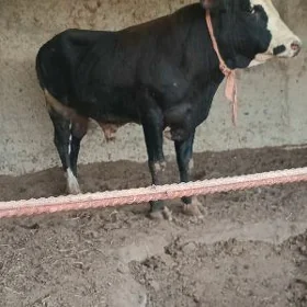 öküz