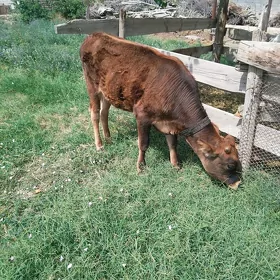 tuwe