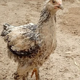 Jüýje
