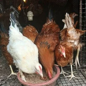Horaz