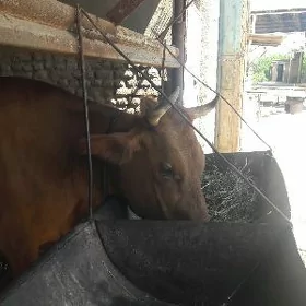 bakylan ýaş sygyr