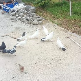 Kepderi