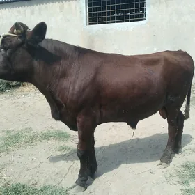 ÖKÜZLER