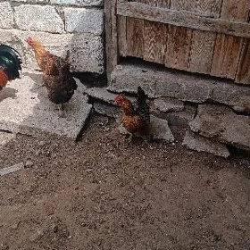 towuk ordek