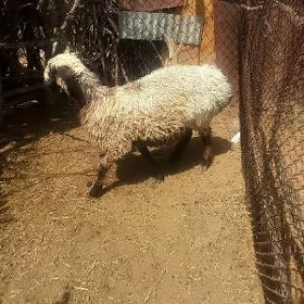 Goyun işek