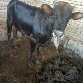 Öküz