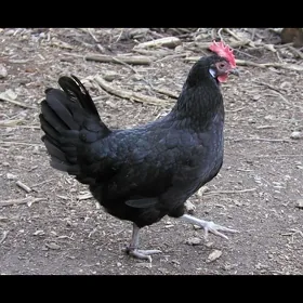 towuk gara towuklar