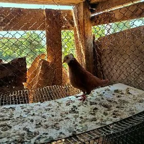 kepderi