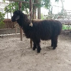 Goç guzy