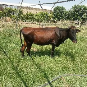 sygyr