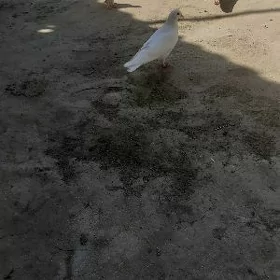 kepderi
