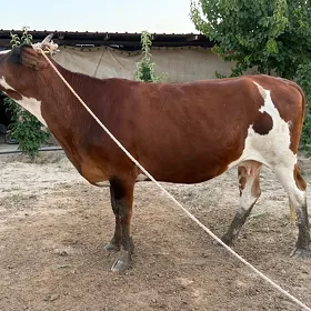 Sygyr Bogaz