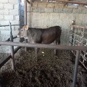 öküz  we  tuwe