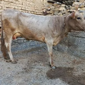 Göleli sygyr