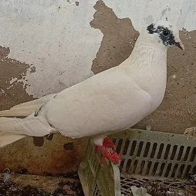 Kepderi
