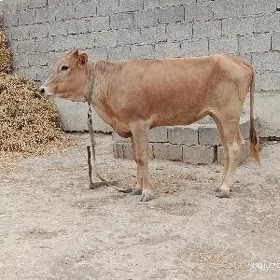 tuwe