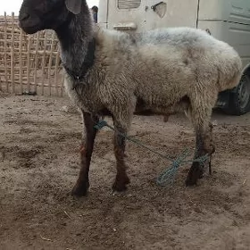 Goç