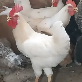 Horaz