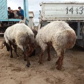 Iki baky goç