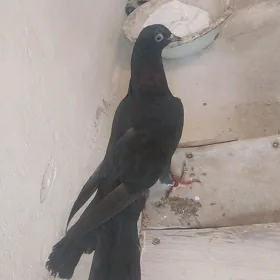 kepderi