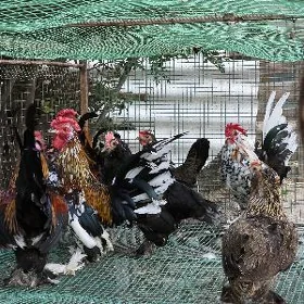 karlik