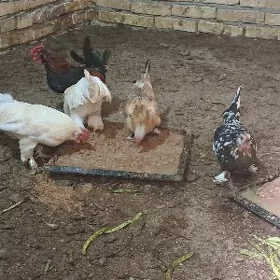yaponcik